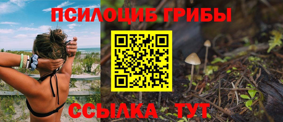 Псилоцибиновые грибы Psilocybine cubensis Сыктывкар